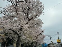 3月29日文学の道の桜です。