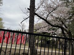 手児奈霊神堂の桜です。