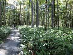 上高地の自然研究路。クマザサが生い茂る道を進みます。