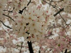 平和記念公園の桜も満開。