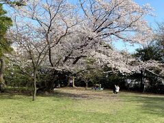 4月最初の土曜日、午前で仕事終えワンコと桜見兼ね近所お散歩に。

観山広場は広くてお勧め。