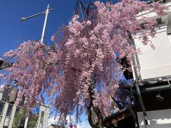 こちらは大門交差点のパティオ大門前の枝下桜