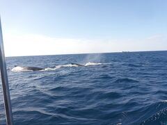 次はクジラを探しに行きます
船は私たちの乗った船一艘だけ
独占の海域
クジラの方から近づいてきました！！