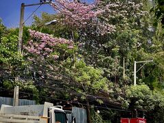 【バンコクの桜】

今回は、BTSエカマイ駅で下りて、少し歩いてみる...