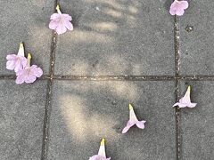 【バンコクの桜】

落ちた花を見てみると、どうも...「ツツジ」っぽい...