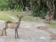 食後の運動はニシバマビーチまでのウォーキング
自転車で2度ほど来たけど2～30分くらいなら歩ける距離

今回なかなか道端で出会えなかったケラマジカ
ビーチ手前で女子会してた
