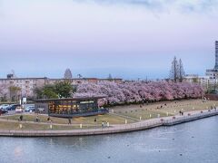 世界一美しいといわれるスターバックスと桜並木を見て、今日の観光は終了！本当にうっすらですが、背景に立山連峰の稜線が見えていました。翌日のお昼間にも来てみようと思って環水公園をあとにしました。

帰りもまた富山駅まで歩き、富山駅からはホテルまでは路面電車を利用しました。

翌日は、楽しみにしていた『あさひ舟川の春の四重奏』を観にいきました。～続く～