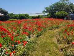 最終日
志摩から、県営名古屋空港の間にある観光スポットを探したところ、なばなの里があった。
夜景で有名だけど、昼間もお花が綺麗だった。