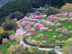 引地橋の花桃