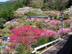 上久喜の花桃