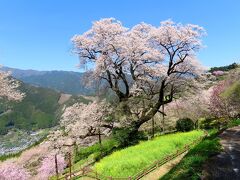 田村バス停から歩くこと１時間、目的地・ひょうたん桜に着きました！樹齢500年、高さ21mを誇る、高知県の天然記念物にも指定された名木です。