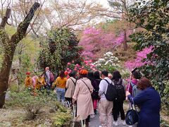 前編①の最後で庭園のシダレザクラについて紹介した続きになります。天龍寺では集合場所と時間は決められているだけなので、時間内はフリーです。私はこれから北門を抜けて竹林の小径に寄ってから、通りに入り集合場所へ向かう予定です。桜の木がポツンポツンとある中で他にもきれいに咲いている花がありました。