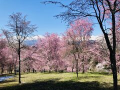ピンクの桜の向こうの雪山とのコントラスト