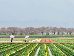 降りて散策をあきらめた私たちはもう一度会場へ車で戻り、悪天候のため後続の車が来ないことを幸いに少しだけ停車して車窓から四重奏を鑑賞。ピークを過ぎてしまった桜とうっすらな北アルプスで四重奏とはいきませんが初めて見る光景に車内のテンションは上がりました。