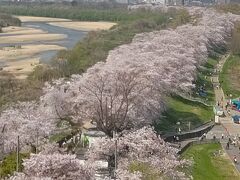 さくら出会い館のエレベーターから展望台に上って桜を見る。並んで無く３００円。