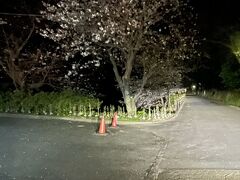 黄金崎に通じる道路の桜。