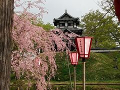 翌朝雨の合間に観桜会会場を回りました。
マジで寒い。咲いてない、悲しい( o´ｪ｀o)