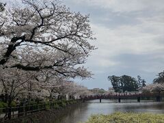 天気も良いので小田原城の桜を見に行きました。