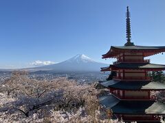 滞在時間が長かったから、この写真撮れたけど・・・並ぶこと1時間、そして写真を撮れるのは5分間。入れ替え制でまわしています。滞在時間はほぼ並んで終わってしまいあんまりゆっくり桜鑑賞できませんでした。

感想：富士山と桜、は人気があるのでとにかく混んでいます。河口湖の桜まつりはツアーバスが停められなくスキップとなるぐらい・・・面倒くさらずに、自分で電車で新倉山だけに行った方が良かったかも。