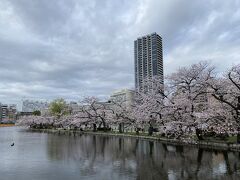 不忍池に出てきました。
こちらの桜並木も見事です。