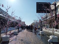 さて、２日目。大館のアメッコ市にやっていました。