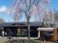 中之条ガーデンズに到着。

この写真でかなりの部分集約されるのですが、

・チューリップ
・桜
・花もも

がまとめて見頃のはずです。