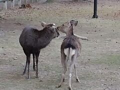 着いて早々、夕食まで時間があるので、奈良公園に鹿を見に行きました。
春日大社が「神の使い」として奈良公園のシカを保護したことを契機に「奈良のシカ」として国の天然記念物に指定されているそうです。
最近のニュースでは、公園の鹿は１４００年前から集団内で繁殖して独自の遺伝子を持っていることがわかったそうですが、神の子なのかもしれません。