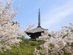興福寺五重塔と桜