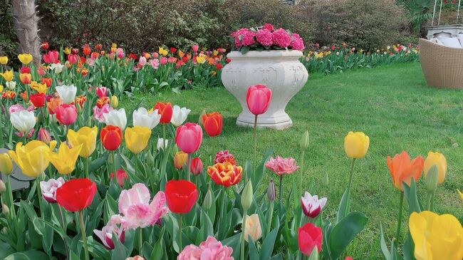 いろんな色のチューリップ