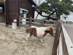 函館公園。
プチ動物園とプチ遊園地みたいなのがありました。