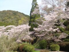 盛りは過ぎていますが、桜もきれいです。ここは南関町の桜の名所ということです。