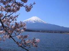 河口湖湖畔を桜を見ながら歩きます。
