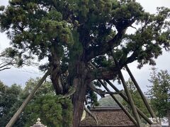 玉若酢命神社の八百杉のパワーを感じる。

▼ブログ
https://uririnco.blog/shimane-oki-island-cedar