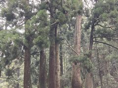 このかぶら杉も道沿いにある。
通りすぎないように注意。

▼ブログ
https://uririnco.blog/shimane-oki-island-cedar