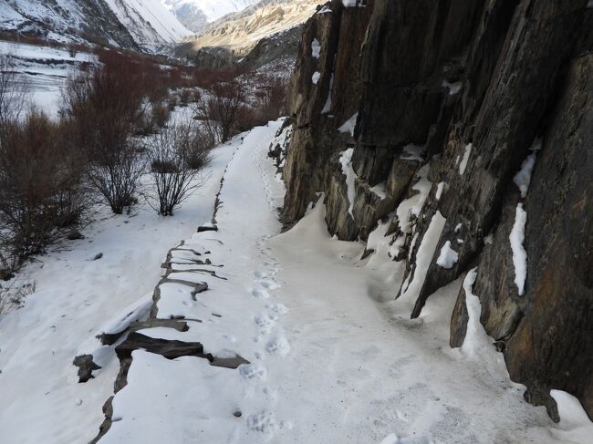 ユキヒョウの足跡
