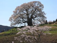 山間部の佐引地区から山岳部の別所の醍醐桜の駐輪場まで、心配していた渋滞もなく５分ほどで到着し、駐輪場から歩いて醍醐桜にやってきました。