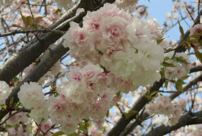2023春、名古屋の桜2(5/11)：東山動植物園(5)：名島桜、三ケ日桜