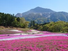 羊山公園の芝桜