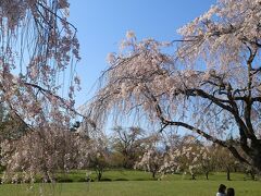 羊山公園のしだれ桜