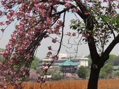 桜の向こうに　
弁天堂と精養軒