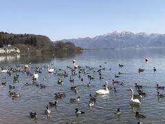 猪苗代湖へ。毎年3000羽が飛来するそうだが、白鳥より鴨の方が多い。白鳥は10羽ほどしか確認できなかった。
これだと千葉県印西市の白鳥の郷の方が、ずっと多くの白鳥を見ることができる。