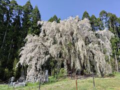 坪井のしだれ桜