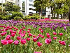 さぁ～ここからは可愛いチューリップさん達が続きます♪