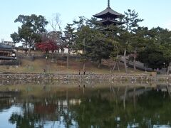 奈良の猿沢池
興福寺の五重塔が水面に映り、1300年奈良を象徴する風光明媚な光景
しかし1200年前には、この猿沢池の周りに数十のクビが並べられていたというのも事実だ

興福寺や東大寺を語るとき、忘れてはならないのは。南都焼き討ち事件
南都とは京都から見ての奈良のこと
南都焼き討ちは、超簡単にいうと
平家vs.奈良の寺院勢力（主に東大寺・興福寺）の戦いで、1180年12月25日、平清盛は、東大寺・興福寺の反平家勢力を一掃するため、平重衡を南都に向かわせ28日には放火して奈良の主要な建物、寺院、仏像を焼いてしまったという出来事

当時お寺には僧兵・・戦うお坊さんがいて、特に興福寺、比叡山延暦寺、園城寺の僧兵は有名、強力武装集団だった
僧侶というと穏やかに説法というイメージが強いけどね
兵士は殺生するのだからそぐわない気がするけど、自分の身は自分自身で守らざるを得ない社会情勢だったのだろう

この頃の平家は「平家にあらずんば人にあらず」とばかりに趨勢を誇っていた
そんなおごり高ぶる平家に、人々が反発するのは当然のこと
もともと東大寺・興福寺の反平家勢力を懐柔しようと穏やかに話し合うため清盛は兼康を頭に兵500を送ったが、南都の大衆勢は60余人を捕らえて斬首し、猿沢池の端に並べるという挙に出て清盛の怒りを買い、焼き討ちする思いに拍車がかかた

興福寺では発掘中の場所があり、南都焼き討ちで焼けてしまった瓦などが発掘されているそうだ、それにしても清盛、何ということをしでかしたんだ、焼き討ちがなければ、もっとたくさんの文化遺産が残っていただろうに・・
灰燼に帰す、とはこのこと
神社仏閣、仏様を焼き、平家は人々の非難を浴び仏敵とされ、その後はご存じの通りの最後、「驕る平家は久しからず」盛者必衰のことわりをあらわす


