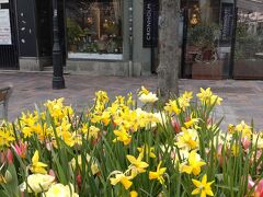 老舗のファールマンズ コンディトリの前にも春のお花が。