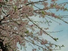 宮島の桜も満開♪