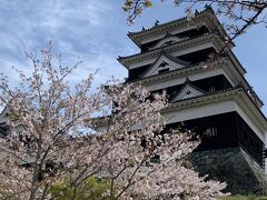 13：00
宇和島を後にして
大洲へ

大洲城も桜が満開
桜祭りが行われてました