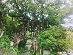 樹齢500年とも言われている中間ガジュマルです。志戸子ガジュマル公園のガジュマルも大きいと思ったけど、こちらは圧巻の大きさです。