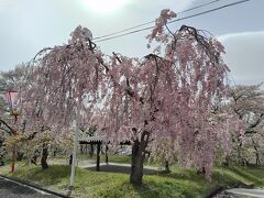 こちらは、やや北にある分桜もかなり見頃。