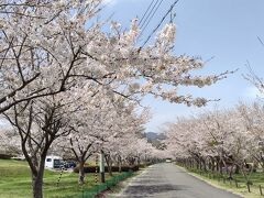 白石で降りて、国道113号を走って七ヶ宿ダムの公園へ。

状態は「散りかけ」というところでしょうかね。